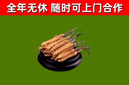 莱西回收冬虫夏草