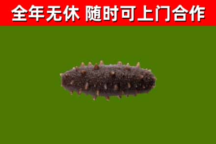 莱西回收海参干